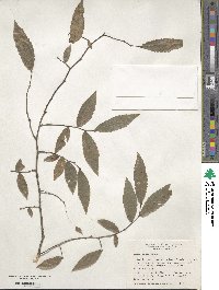 Ulmus alata image