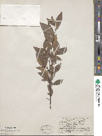 Ulmus alata image