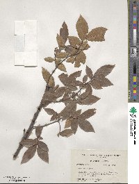 Ulmus alata image