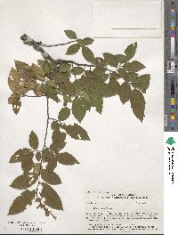 Ulmus alata image