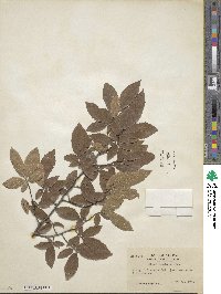 Ulmus alata image