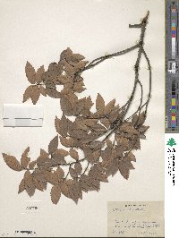 Ulmus alata image