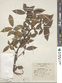 Ulmus alata image