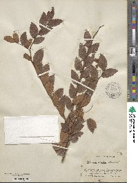 Ulmus alata image