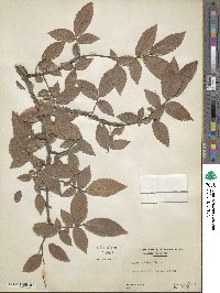 Ulmus alata image