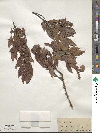 Ulmus alata image