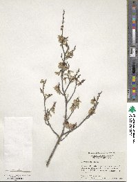 Ulmus alata image