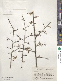 Ulmus alata image