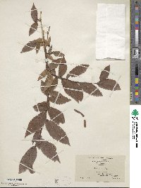 Ulmus alata image