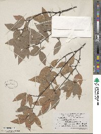 Ulmus alata image