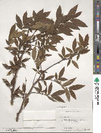 Ulmus alata image