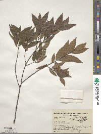 Ulmus alata image