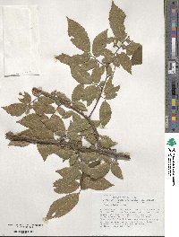 Ulmus alata image