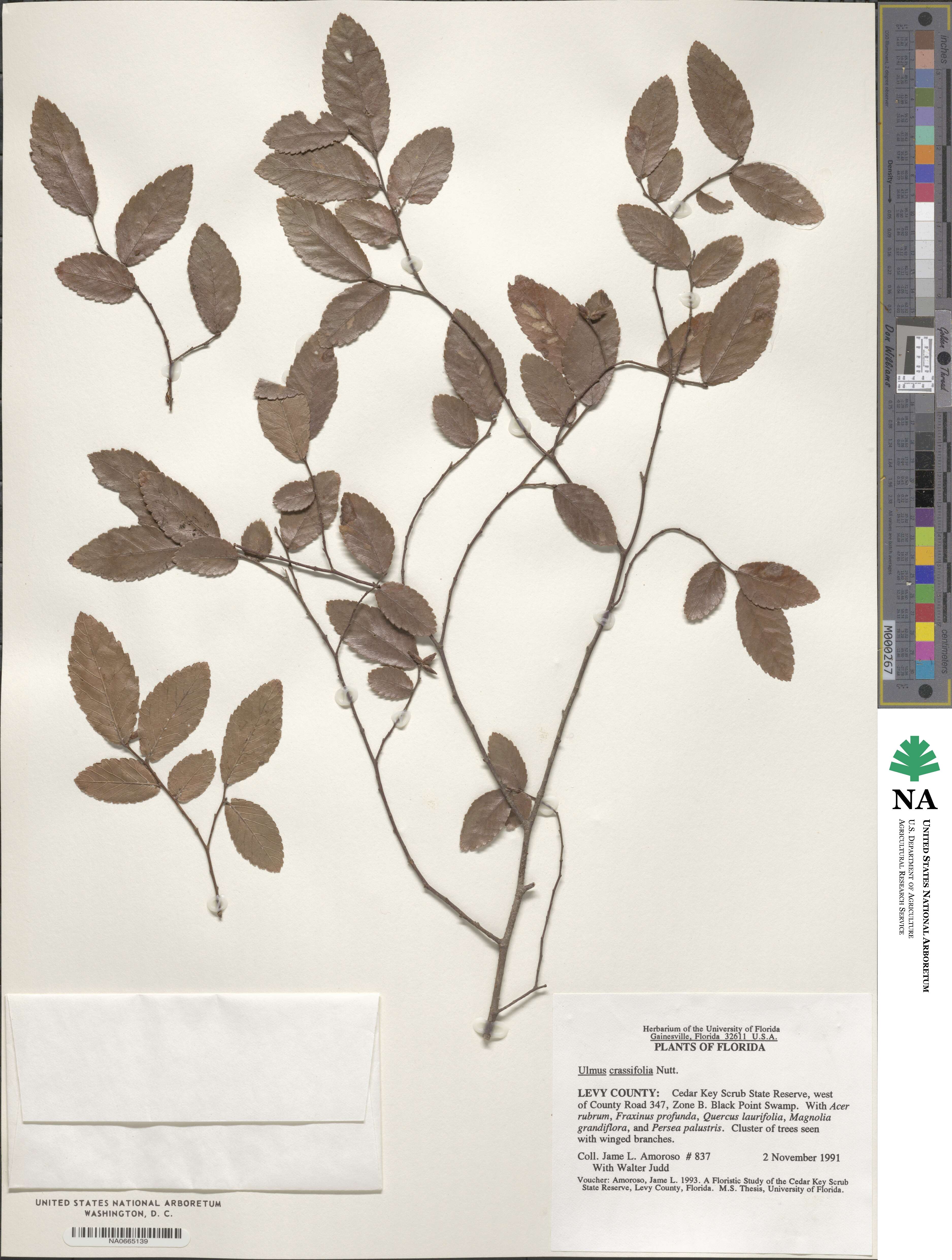 Ulmus crassifolia image