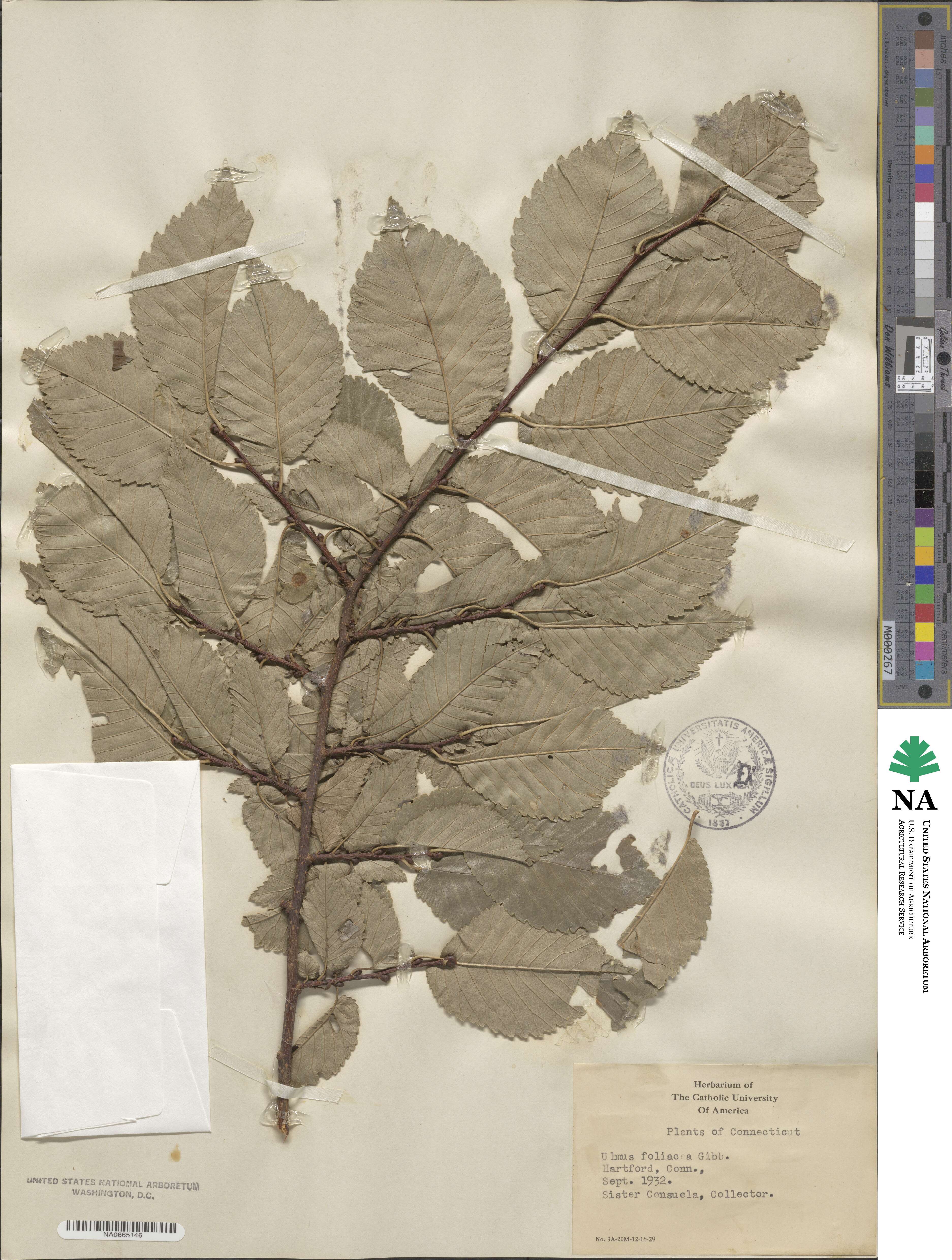 Ulmus minor subsp. minor image