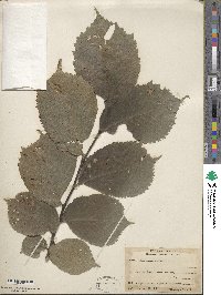 Ulmus glabra image