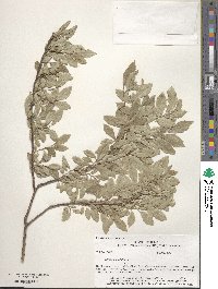 Ulmus parvifolia image