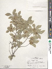 Ulmus parvifolia image