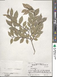 Ulmus parvifolia image