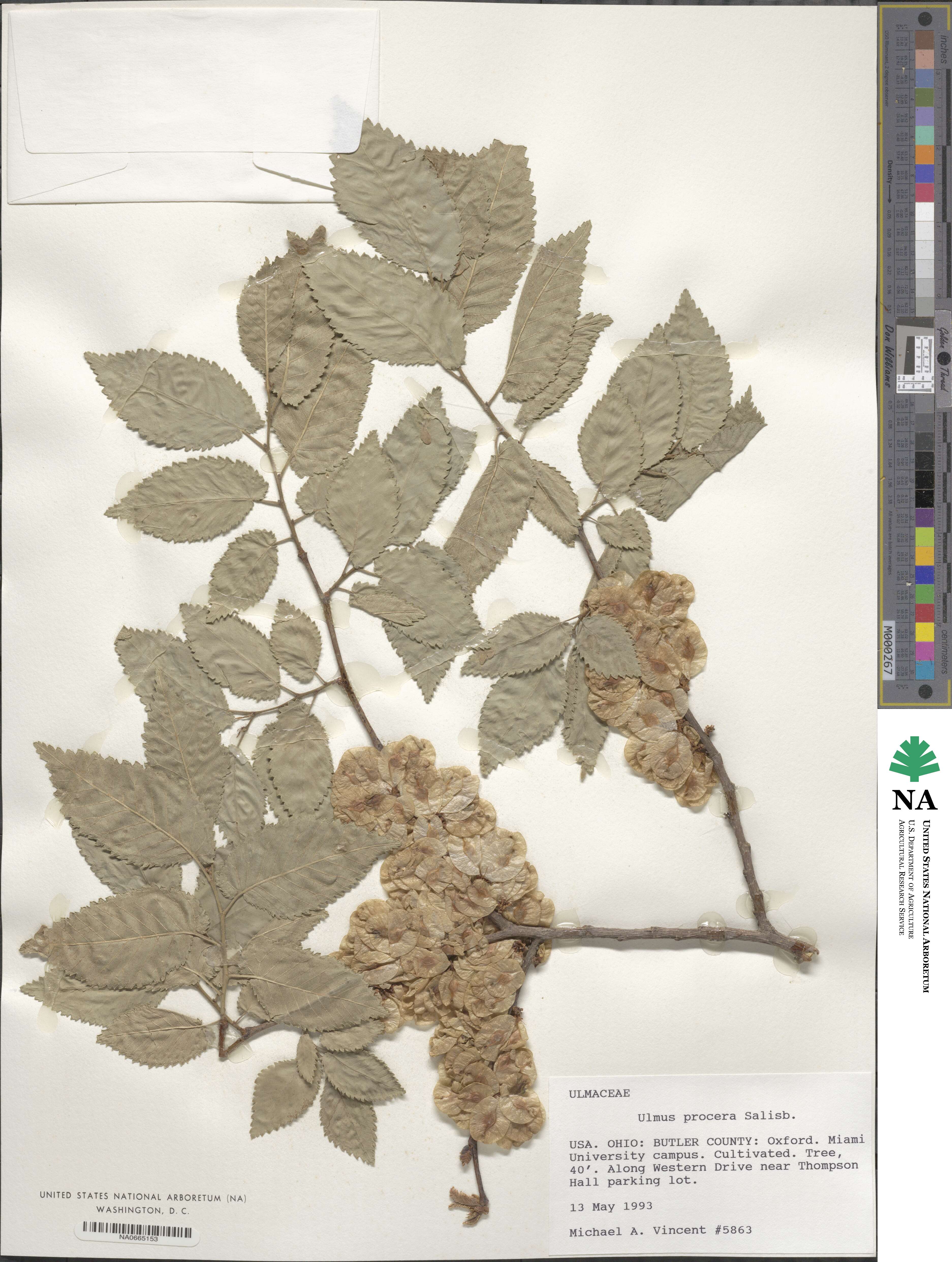 Ulmus procera image
