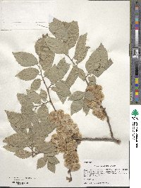 Ulmus procera image