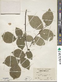 Ulmus procera image