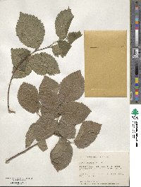 Ulmus procera image