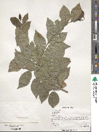 Ulmus pumila image