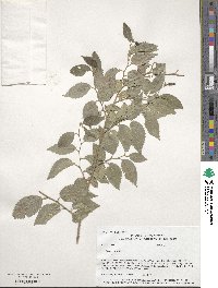 Ulmus pumila image