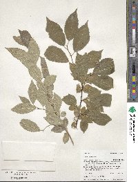 Ulmus pumila image