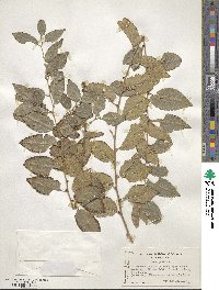 Ulmus pumila image