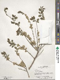 Ulmus pumila image