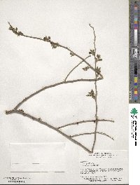 Ulmus pumila image