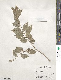 Ulmus pumila image