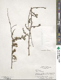 Ulmus pumila image