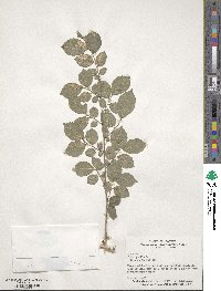 Ulmus pumila image