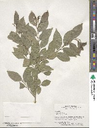 Ulmus pumila image