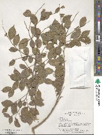 Ulmus pumila image