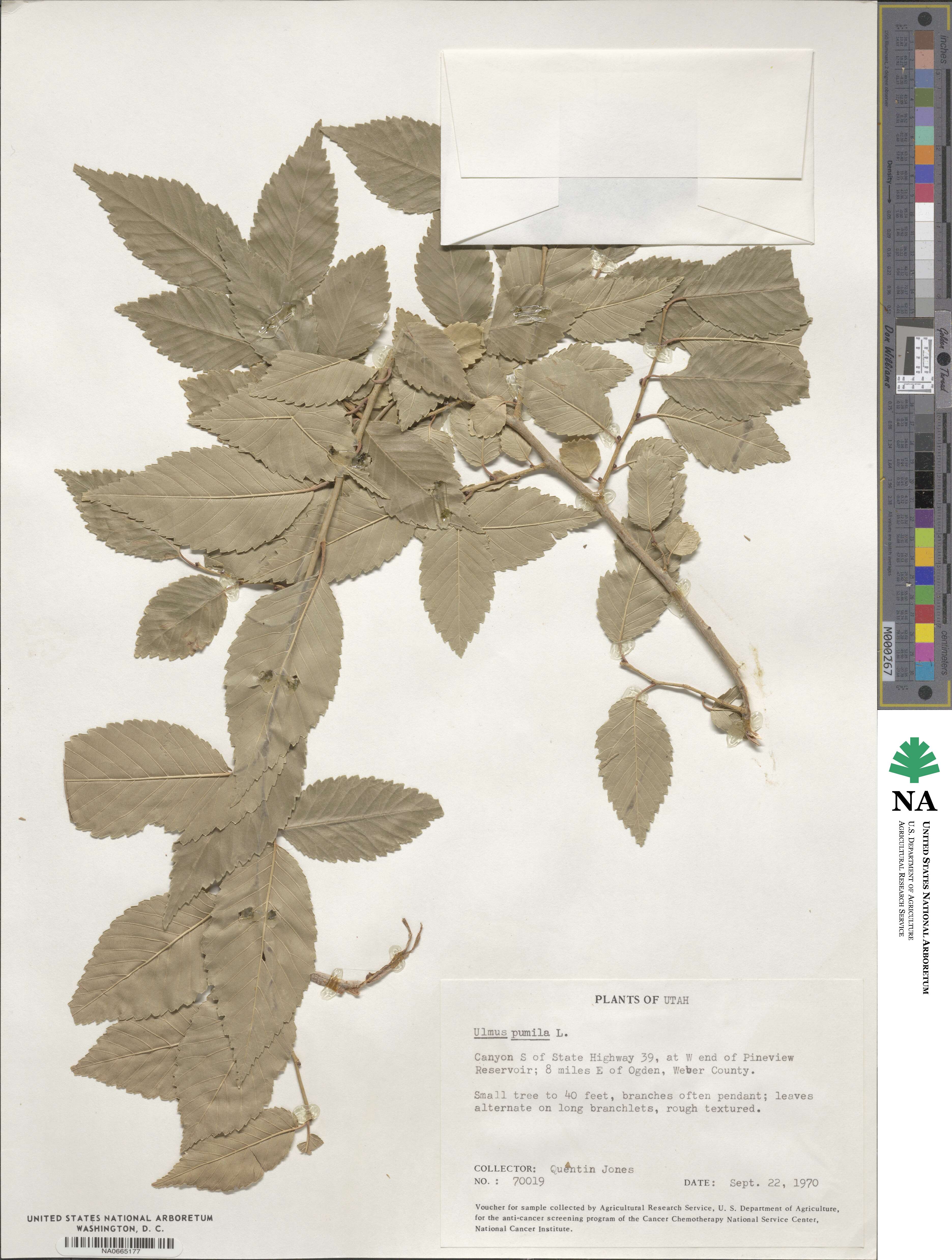 Ulmus pumila image