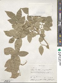 Ulmus pumila image