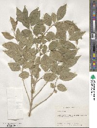 Ulmus pumila image