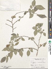 Ulmus pumila image