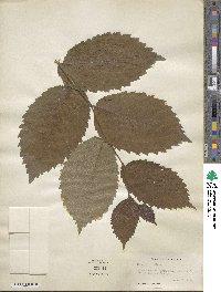 Ulmus rubra image