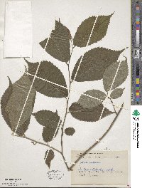 Ulmus rubra image