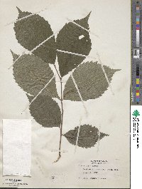 Ulmus rubra image