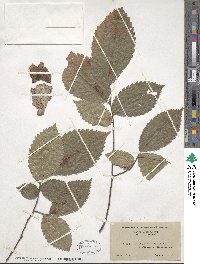 Ulmus rubra image