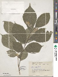 Ulmus rubra image