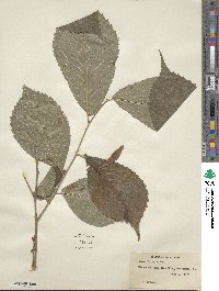 Ulmus rubra image