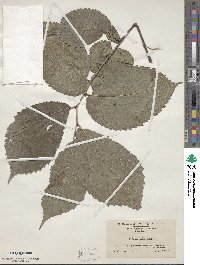 Ulmus rubra image