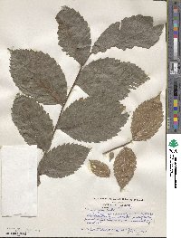 Ulmus rubra image